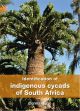 Identification of indigenous cycads of South Africa